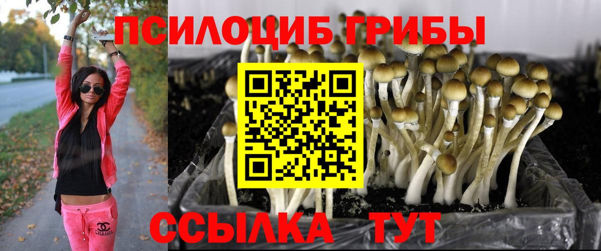 Галлюциногенные грибы Psilocybine cubensis Алапаевск